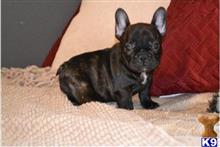 french bulldog puppy posted by fabioladamss
