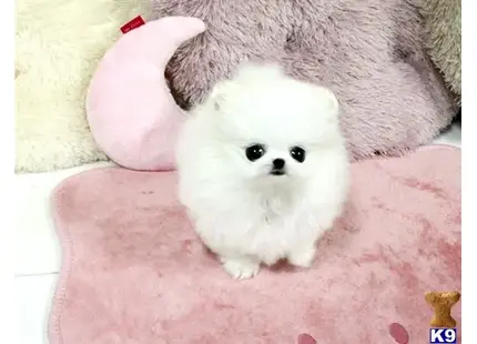 Pomeranian