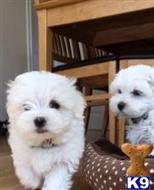 Maltese