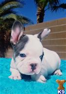 french bulldog puppy posted by fabulousbulldogs
