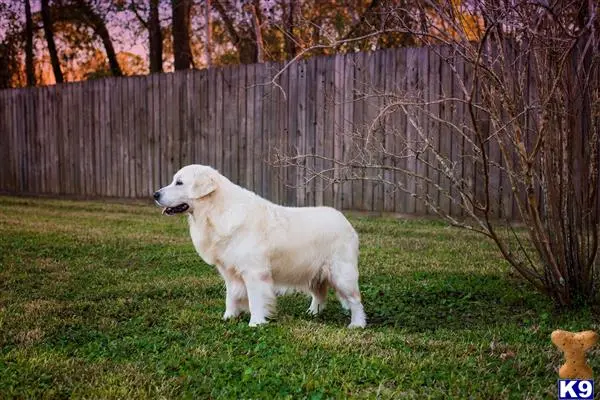 Golden Retriever stud dog