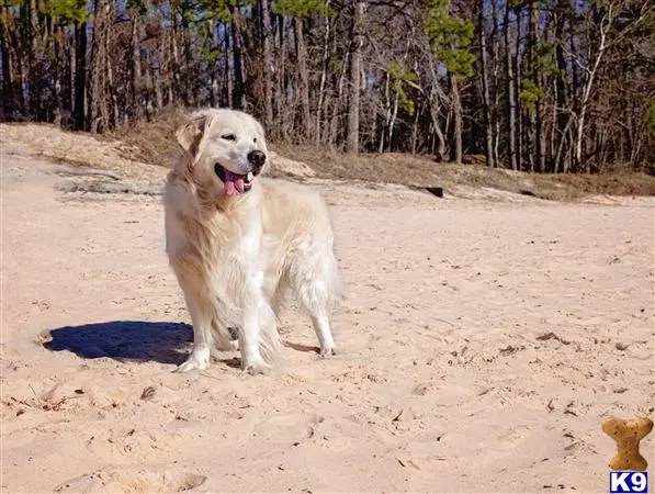 Golden Retriever stud dog