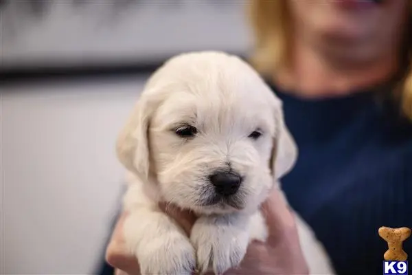 Golden Retriever puppy for sale