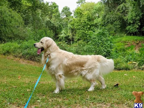 Golden Retriever stud dog