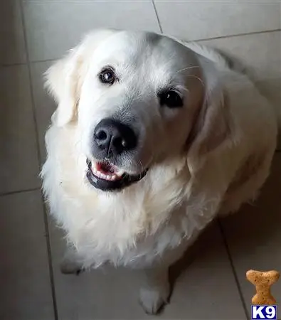 Golden Retriever stud dog