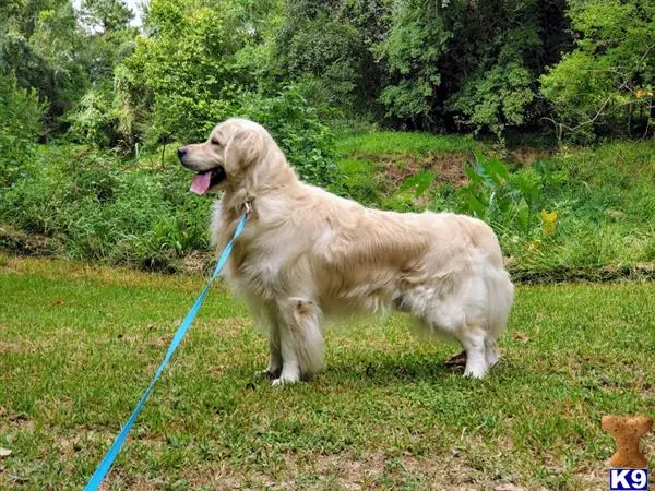 Golden Retriever stud dog