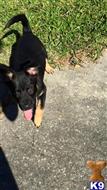 german shepherd puppy posted by faiblount