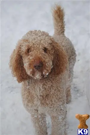 Poodle stud dog