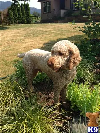 Poodle stud dog