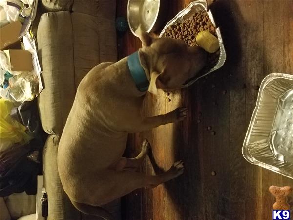 a american bully dog with a hat