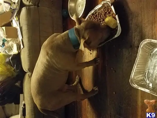 American Bully stud dog: a american bully dog with a hat
