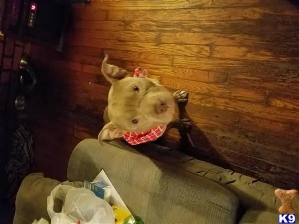 American Bully stud dog: a american bully dog wearing a garment