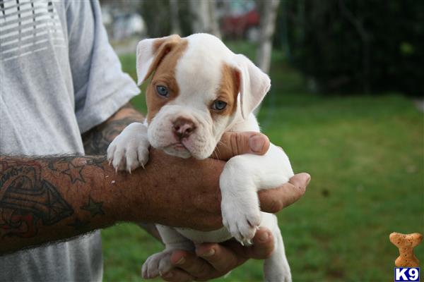 American Bulldog