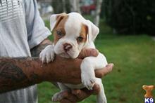 american bulldog puppy posted by faith5