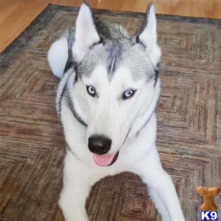 a siberian husky dog with a siberian husky dog face