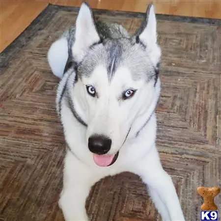 Siberian Husky stud dog