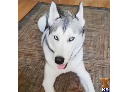 Siberian Husky