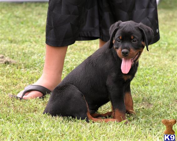 a rottweiler dog sitting on grass