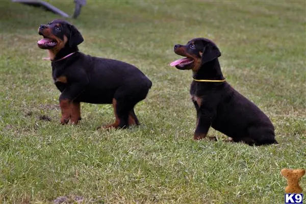 Rottweiler puppy for sale