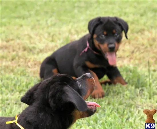 Rottweiler puppy for sale