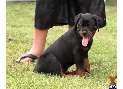 Rottweiler