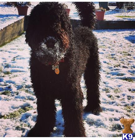 a labradoodle dog standing on snow