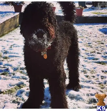 Labradoodle stud dog