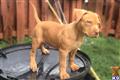 american pit bull puppy posted by fambam5