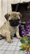 pug puppy posted by famile1