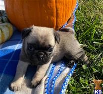 pug puppy posted by famile1