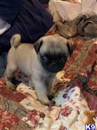 pug puppy posted by famile1