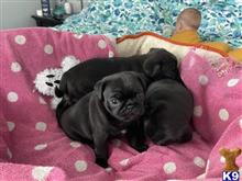 pug puppy posted by famile1