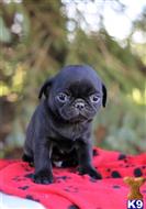 pug puppy posted by famile1
