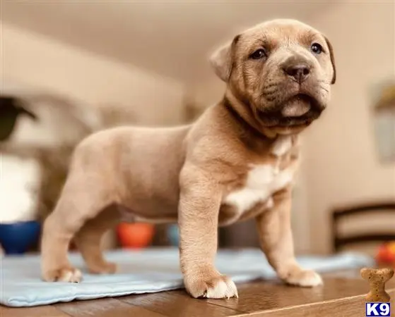 American Bully puppy for sale: a american bully dog standing on a table