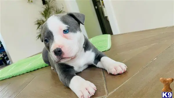 American Bully puppy for sale: a american bully dog lying on the floor