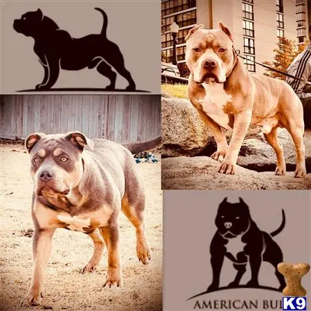 American Bully puppy for sale: a collage of a american bully dog