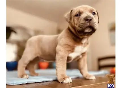 American Bully puppy for sale: a american bully dog standing on a table