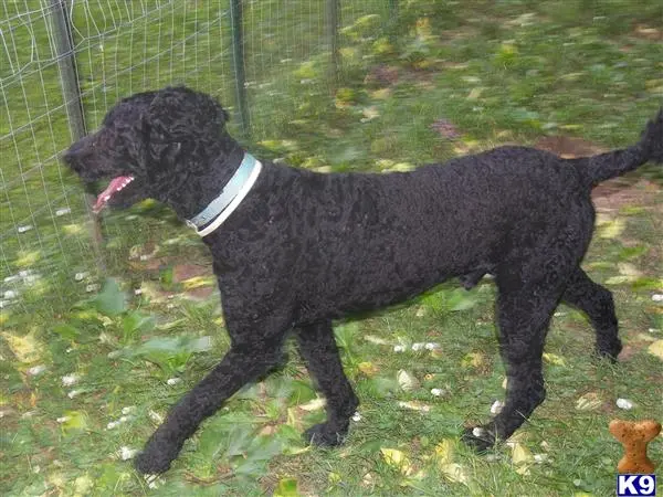 Poodle stud dog: a black poodle dog standing on grass