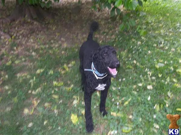 Poodle stud dog: a black poodle dog standing in grass