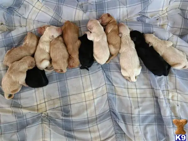 Poodle stud dog: a group of poodle puppies on a bed