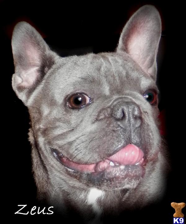 French Bulldog dog