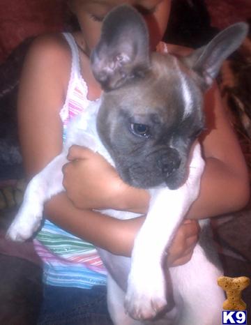 french bulldog puppy posted by familycompanions