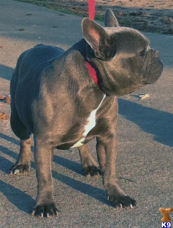 French Bulldog