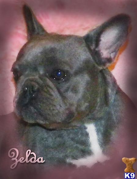 French Bulldog dog