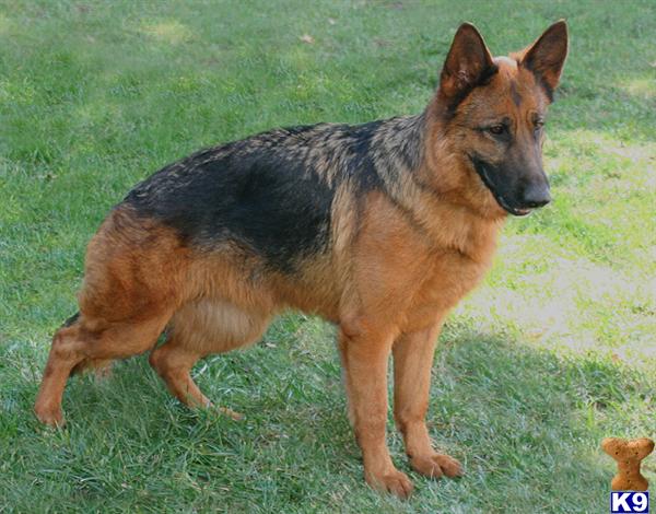 German Shepherd dog