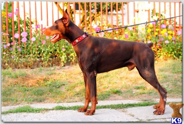 Doberman Pinscher