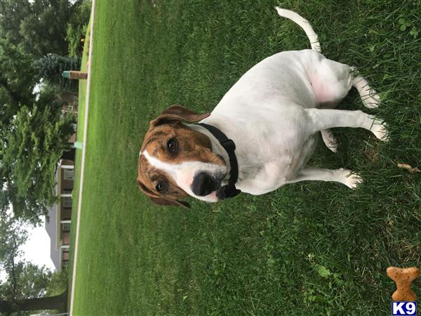 American Staffordshire Terrier female dog