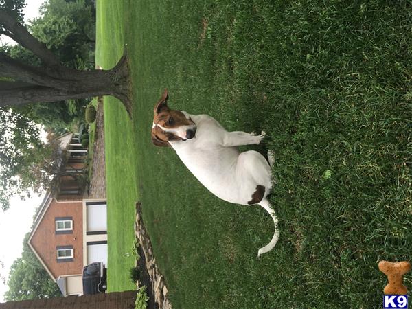 American Staffordshire Terrier female dog