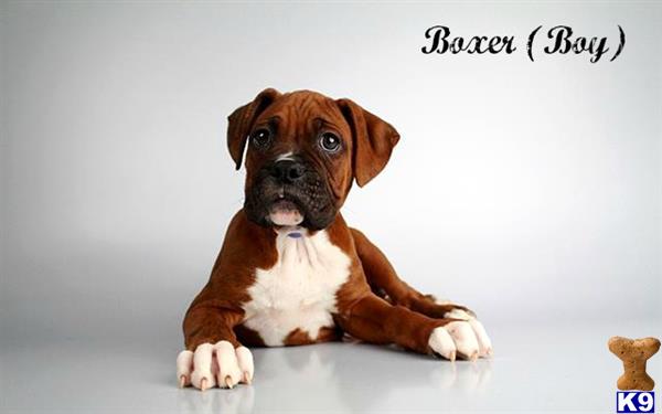 Boxer