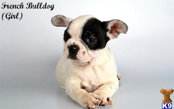 french bulldog puppy posted by fancypuppystore